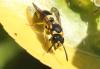 Ancistrocerus sp.